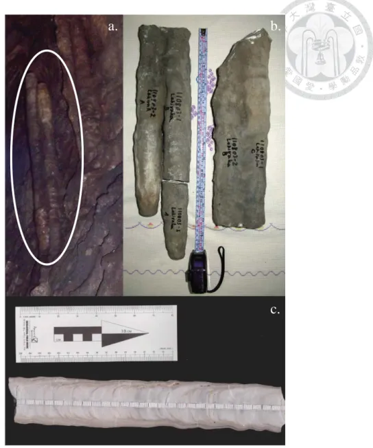 Figure 2-2. Stalagmite samples, from the cave to the laboratory. (a) Stalagmites in  the Lekiraka cave, highlighted by white circle