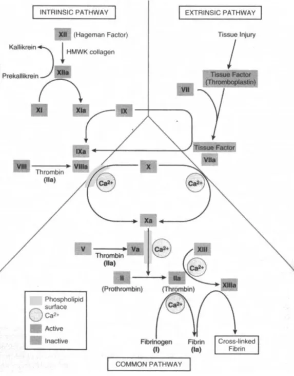 Fig.  I.  The  cascade  model  of  coagulation  [5].  Intrinsic  pathway  is  initiated  by  the  factors  that  are  present  within  the  blood