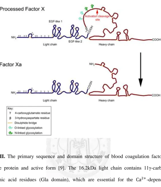 Fig.  III.  The  primary  sequence  and  domain  structure  of  blood  coagulation  factor  X  mature  protein  and  active  form  [9]
