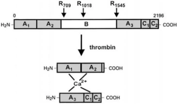 Fig. IV. Domain structire of factor V [3]. The doamins are indicated by letters A, B and  C inside boxes