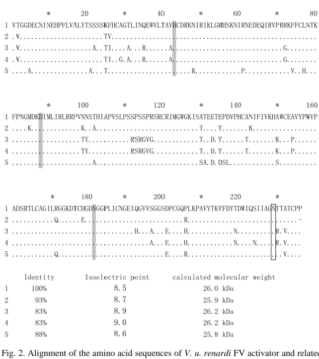 Fig. 2. Alignment of the amino acid sequences of V. u. renardi FV activator and related  venom serine proteases