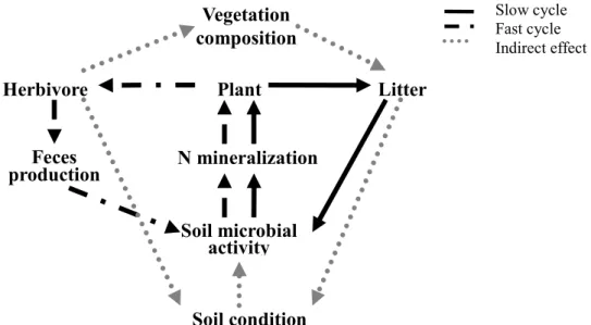 Fig. 1. The soil-plant-animal relationship in grassland ecosystems as adopted from Bakker et al