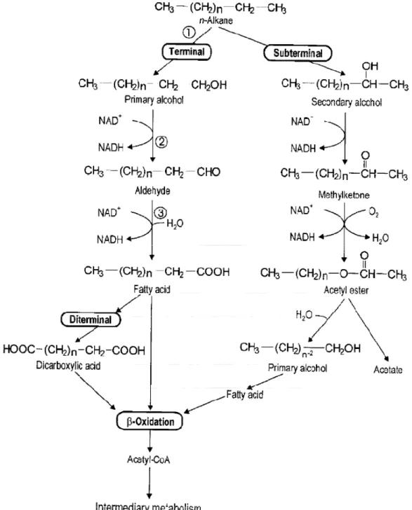 圖 2.4.1-1  微生物代謝分解直鏈烷之途徑  (圖中 1 為 n-alkane 單氧化酶、2 為醇 脫氫酶、3 為醛脫氫酶) (Britton 1984)。 