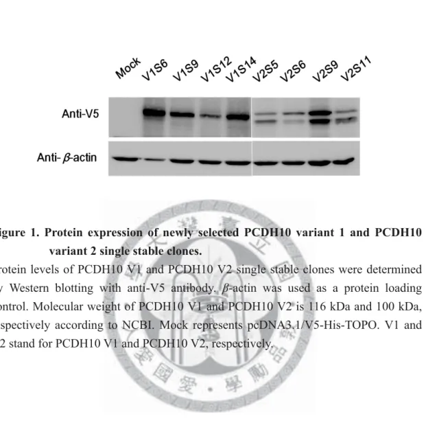 Figure 1. Protein expression of newly selected PCDH10 variant 1 and PCDH10  variant 2 single stable clones