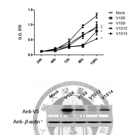 Figure 2. Cell proliferation of four new single stable clones of PCDH10 V1 using  MTT assay (A) and the corresponding protein expression (B)