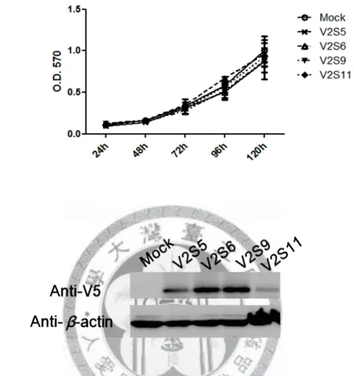 Figure 3. Cell proliferation of four new single stable clones of PCDH10 V2 using  MTT assay (A) and the corresponding protein expression (B)