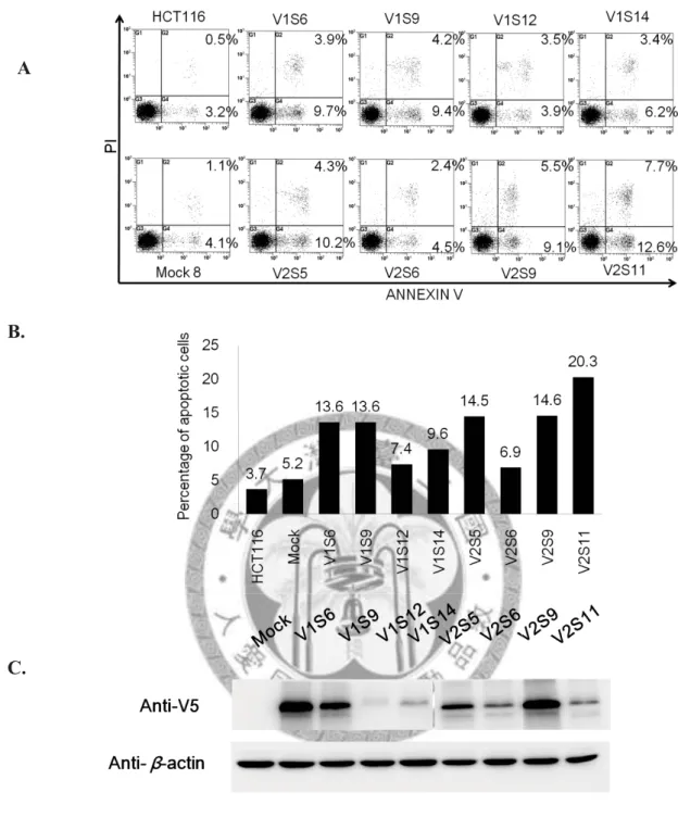 Figure 4. Re-expression of PCDH10 V1 and PCDH10 V2 induced spontaneous  apoptosis of CRC cell line, HCT116