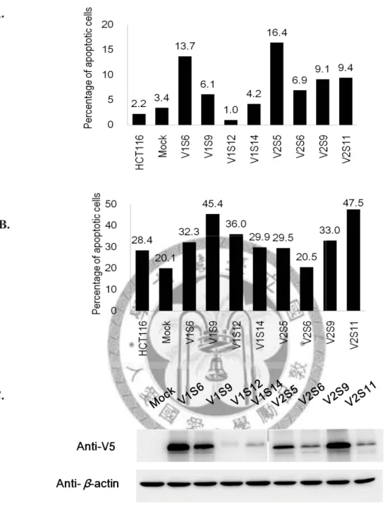 Figure 5. Camptothecin-induced apoptosis of PCDH10 V1 and PCDH10 V2 single  stable clones