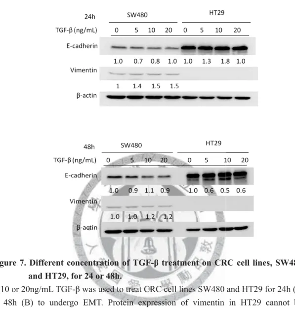 Figure 7. Different concentration of TGF- β treatment on CRC cell lines, SW480  and HT29, for 24 or 48h