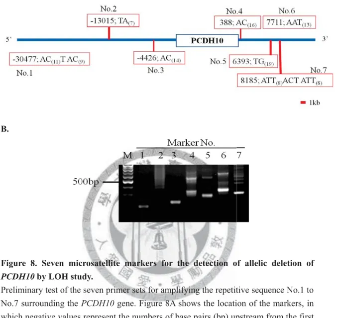 Figure 8. Seven microsatellite markers for the detection of allelic deletion of  PCDH10 by LOH study