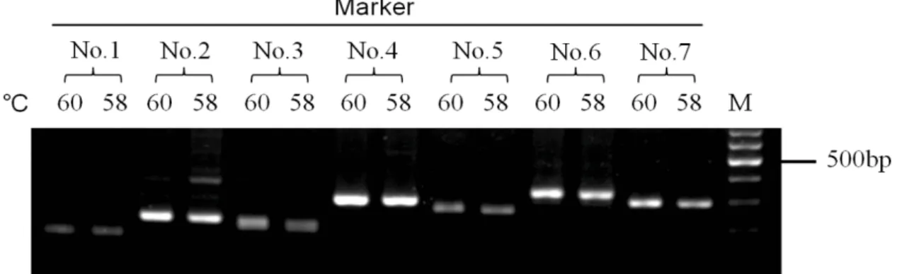 Figure 9. Optimization of PCR condition for the seven markers designed. 