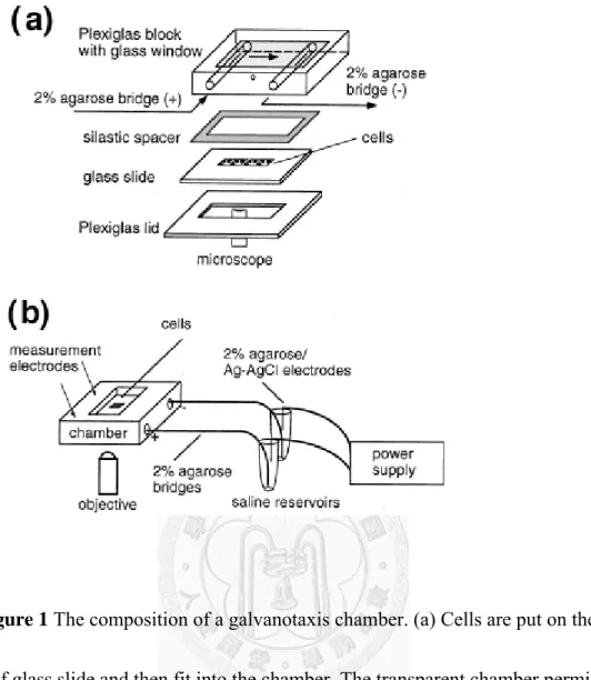 Figure 1 The composition of a galvanotaxis chamber. (a) Cells are put on the  center of glass slide and then fit into the chamber