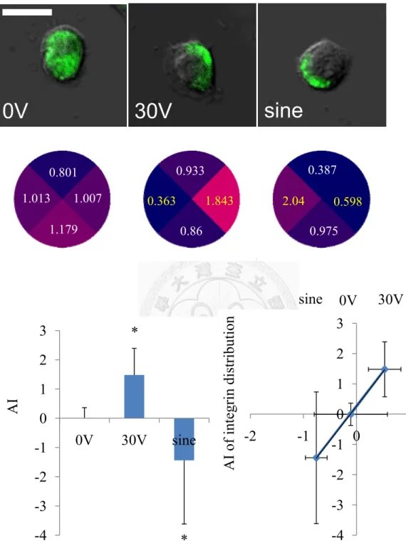 Figure 9 For 1hr DC EF, the RhoA redistributed toward cathode. Other than EF-  induced RhoA cathodal distribution, sine wave induce RhoA move toward anode  (*means p<0.05 vs