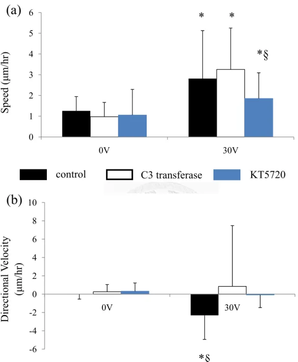 Figure 11 Inhibition of RhoA and PKA activation by C3 transferase and KT  5720 had similar effect on cell migration