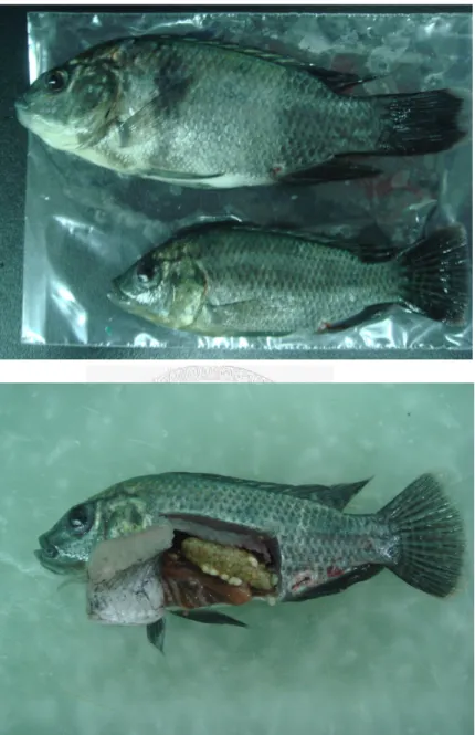 Figure 4.1. Fish samples used in the Cu-tilapia pulsed exposure bioassay.