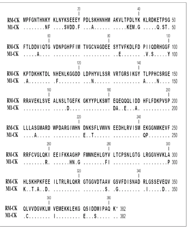 Table 1. The primary structures of RM-CK and carp M1-CK share 86% 
