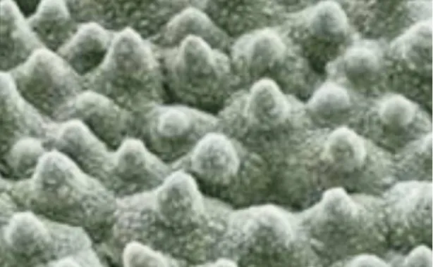 Fig. 1-1 An SEM image of a lotus leaf shows the two-scale roughness [1]. 