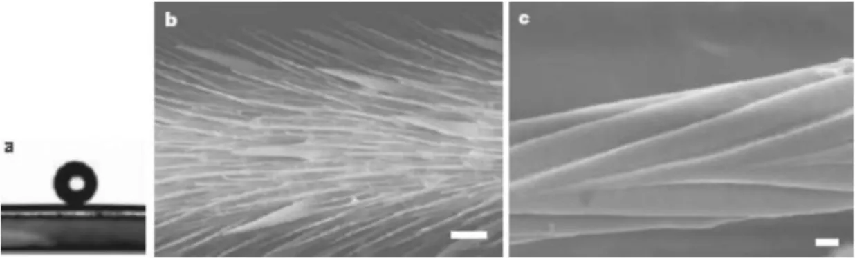 Fig. 1-2 Images of the non-wetting leg of a water strider. (a) A water droplet on a leg  with a contact angle of 167.6 o ±4.4 o ; (b) and (c), SEM images of the leg show  numerous oriented spindly microsetae (b) and the fine nano scale grooved structures  