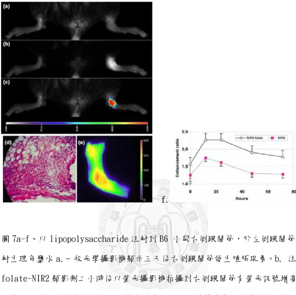 圖 7    f. 圖 7a-f、以 lipopolysaccharide 注射到 B6 小鼠右側踝關節，於左側踝關節注 射生理食鹽水 a.一般光學攝影機顯示三天後右側踝關節發生腫脹現象。b