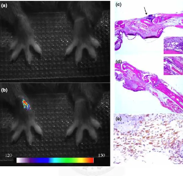 圖 8  圖 8 a-e. KRN 血清關節炎模式。a.健康 B6 小鼠在注射 KRN 血清 24 小時後，一 般光學攝影機顯示在兩側手腕在外觀上並無異常。 b.注射 folate-NIR2 顯影劑 二小時後以螢光攝影機拍攝到左側腕關節有訊號增高現象。c