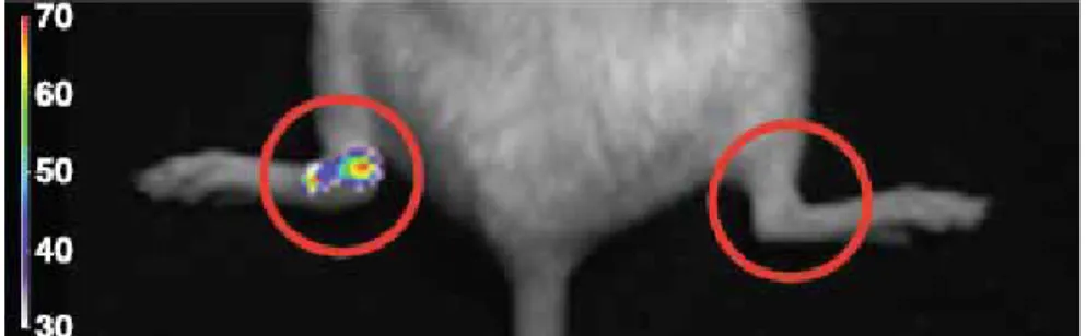 圖 10  a.  b.  c.  圖 10、lipopolysaccharide 注射到 B6 小鼠右側踝關節，左側踝關節注射生理 食鹽水三天後將 luminol 經靜脈注入小鼠體內以產生光化學反應並以極敏感之 光學攝影機拍攝。a