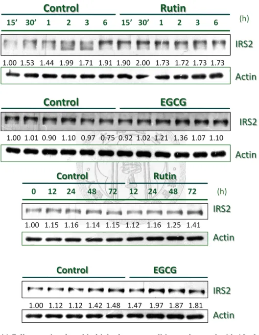 Figure 2. Effects of Rutin or EGCG on the stimulation of IRS2 signaling   
