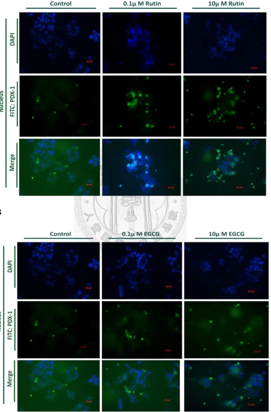 Figure 3 Rutin or EGCG Alters PDX-1 Nuclear Translocation and expression  Fig. 3A 
