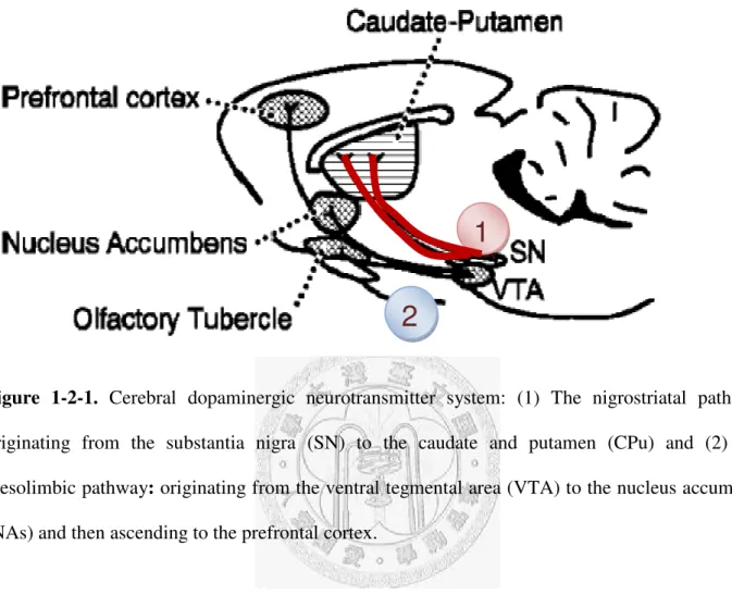 Figure  1-2-1.  Cerebral  dopaminergic  neurotransmitter  system:  (1)  The  nigrostriatal  pathway: 