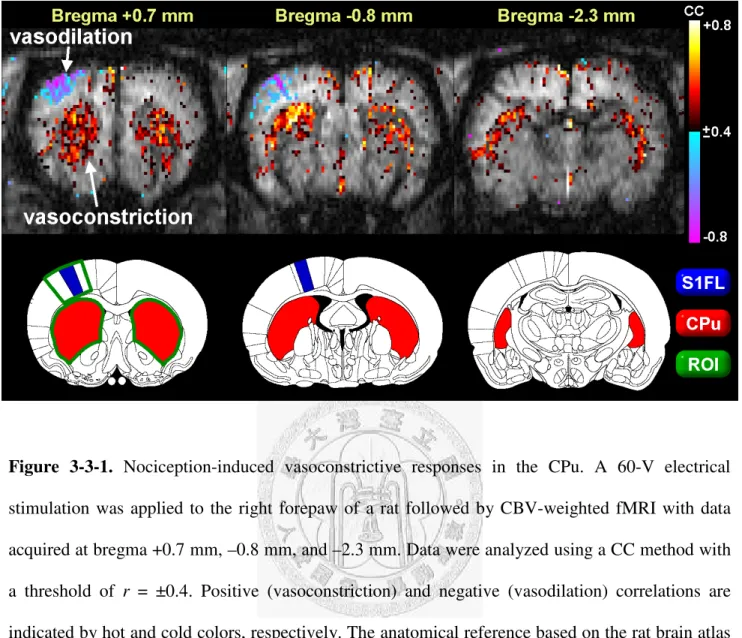Figure  3-3-1.  Nociception-induced  vasoconstrictive  responses  in  the  CPu.  A  60-V  electrical  stimulation  was  applied  to  the  right  forepaw  of  a  rat  followed  by  CBV-weighted  fMRI  with  data  acquired at bregma +0.7 mm, –0.8 mm, and –2.