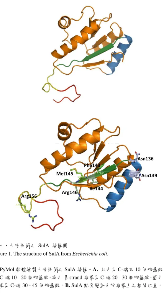 Figure 1. The structure of SulA from Escherichia coli. 