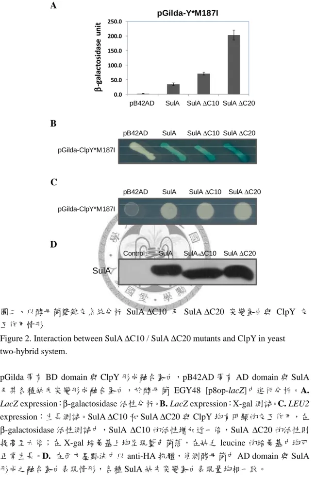 Figure 2. Interaction between SulA ∆C10 / SulA ∆C20 mutants and ClpY in yeast  two-hybrid system
