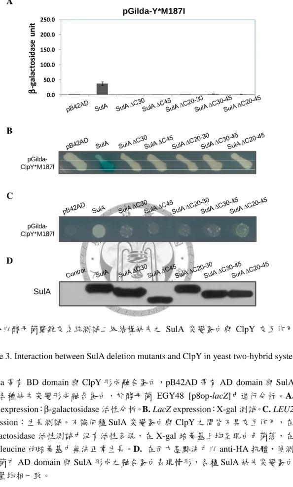 Figure 3. Interaction between SulA deletion mutants and ClpY in yeast two-hybrid system