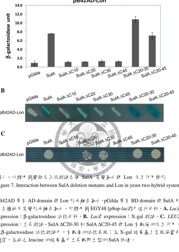 Figure 7. Interaction between SulA deletion mutants and Lon in yeast two-hybrid system