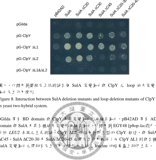 Figure 8. Interaction between SulA deletion mutants and loop deletion mutants of ClpY  in yeast two-hybrid system