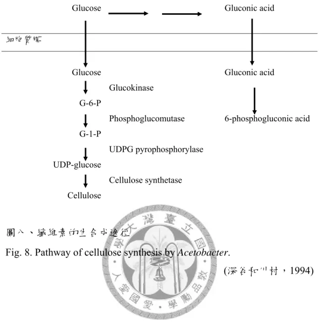 Fig. 8. Pathway of cellulose synthesis by Acetobacter. 