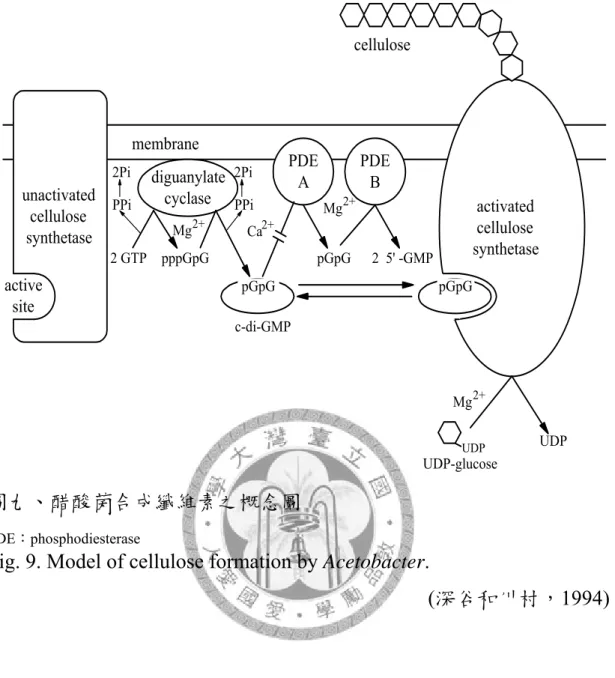 Fig. 9. Model of cellulose formation by Acetobacter. 
