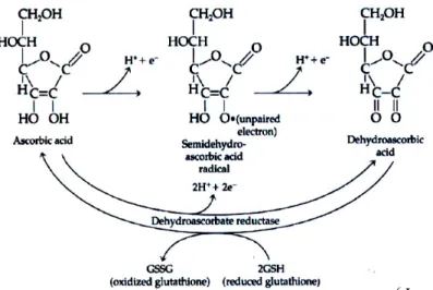 Fig. 2.1 The inter conversion of ascorbic acid and dehydroascorbic acid.   