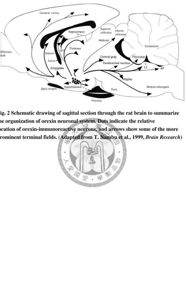 Fig. 2 Schematic drawing of sagittal section through the rat brain to summarize  the organization of orexin neuronal system
