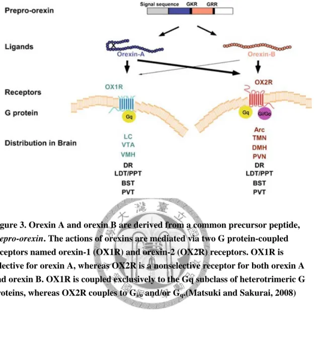 Figure 3. Orexin A and orexin B are derived from a common precursor peptide,  prepro-orexin