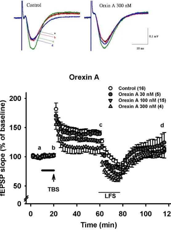 Fig. 5 Effects of orexin A on synaptic plasticity of hippocampal CA1 synapses. 
