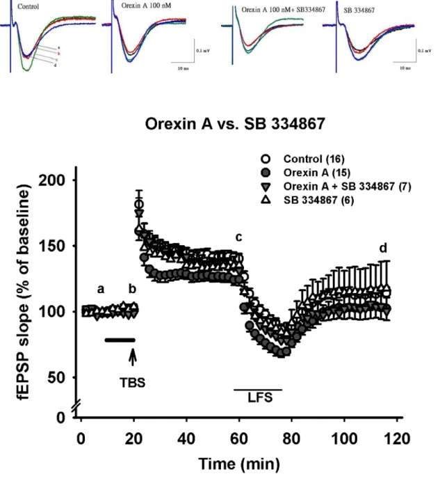 Fig. 7A  Effect of SB 334867, an OX 1 receptor antagonist, on orexin A-induced  alteration of synaptic plasticity