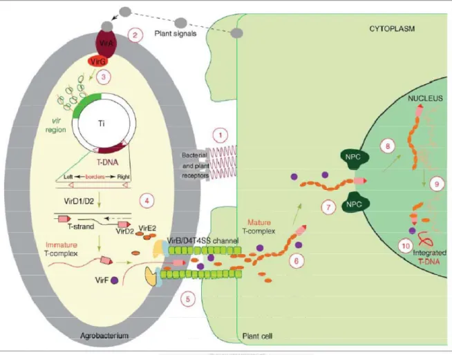 Figure 1  Agrobacterium-mediated genetic transformation model. 