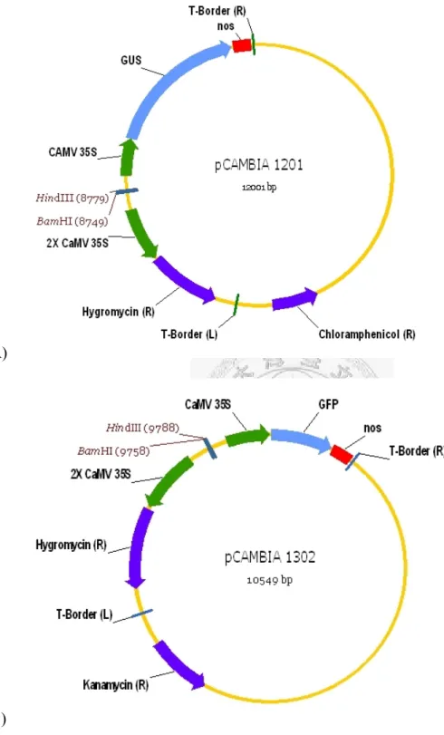 Figure 2  Binary vectors (A) pCAMBIA 1201 (B) pCAMBIA 1302 