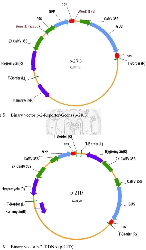 Figure 5  Binary vector p-2-Reporter-Geens (p-2RG) 