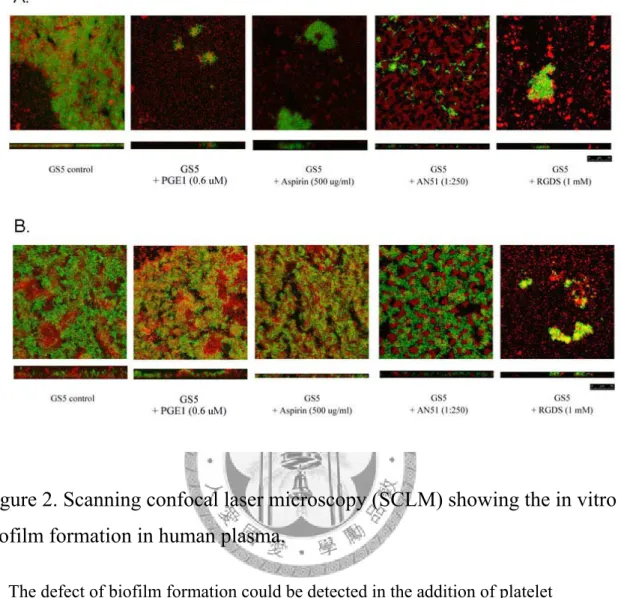 Figure 2. Scanning confocal laser microscopy (SCLM) showing the in vitro  biofilm formation in human plasma