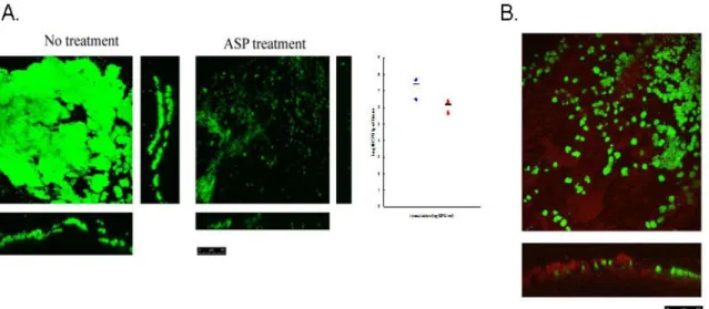 Figure 3. Platelets are important host factors involving in the bacterial  biofilm formation in infective endocarditis