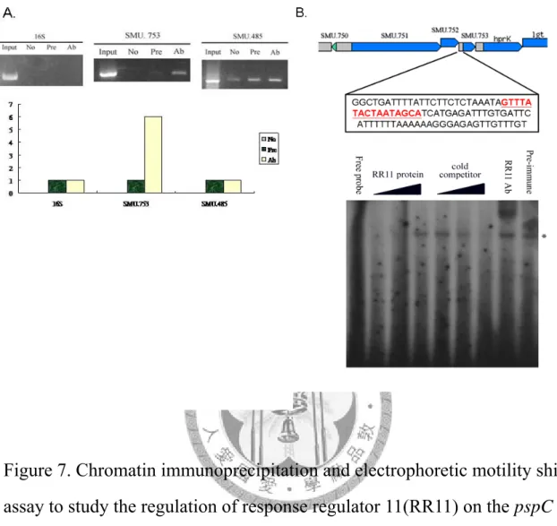Figure 7. Chromatin immunoprecipitation and electrophoretic motility shift  assay to study the regulation of response regulator 11(RR11) on the pspC  gene