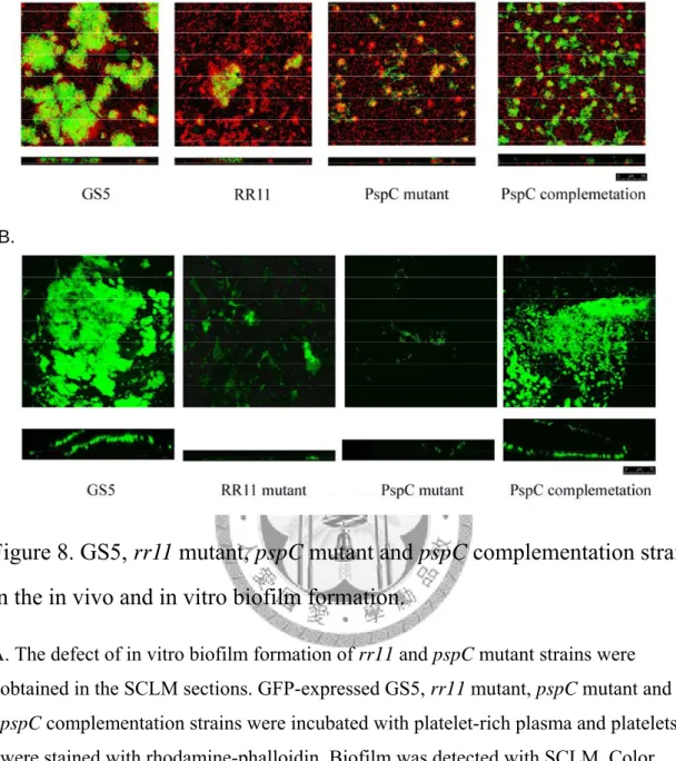 Figure 8. GS5, rr11 mutant, pspC mutant and pspC complementation strain  in the in vivo and in vitro biofilm formation