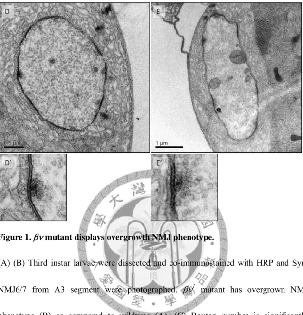 Figure 1.    mutant displays overgrowth NMJ phenotype. 
