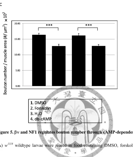 Figure 5.   and  NF1 regulates bouton number through cAMP-dependent pathway. 